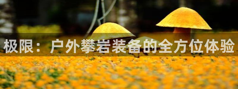 新宝gg 主管