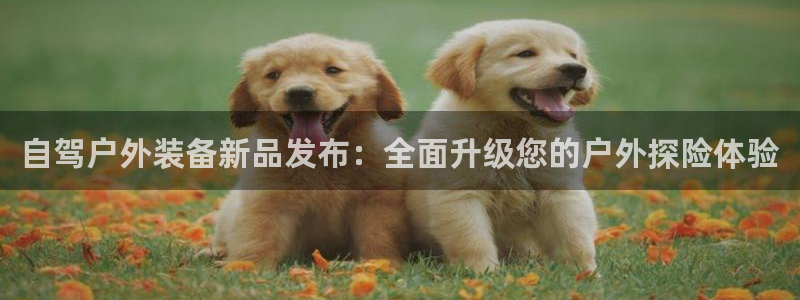 新宝gg游戏平台