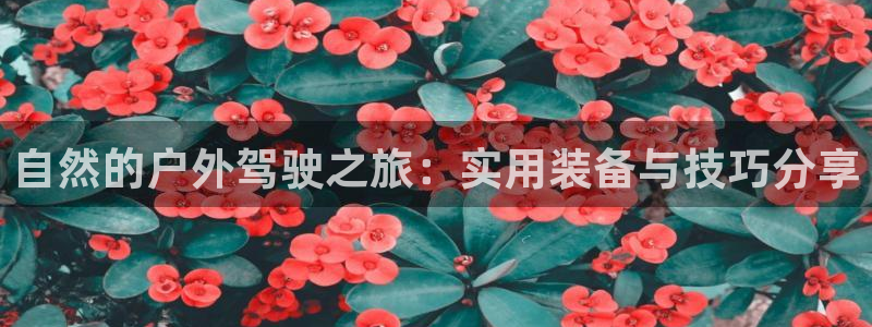 新宝gg测速登录