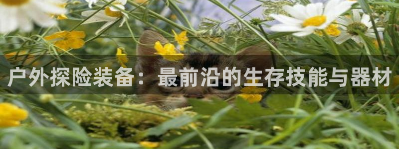 新宝gg直属上级