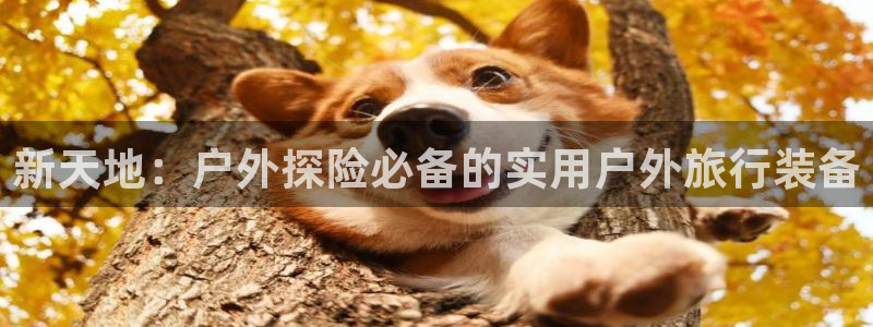 新宝gg分红
